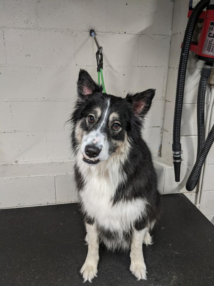 Pet Groomer in Rock Hill, MO Shakers Dog Wash and Grooming