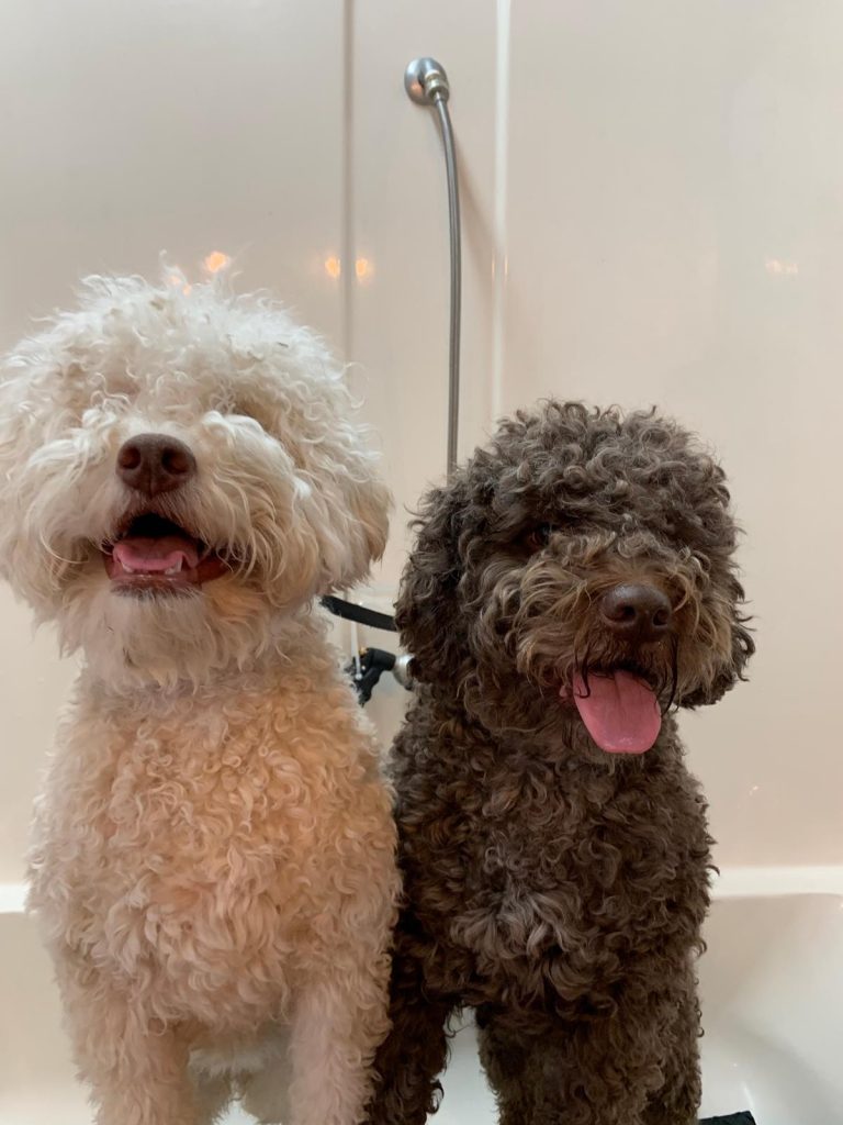 History Shakers Dog Wash and Grooming